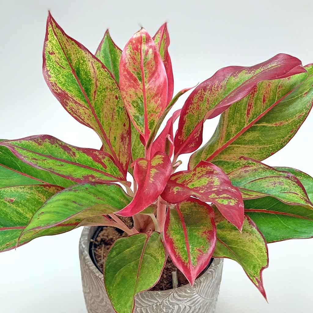 aglaonema creta stalks Aglaonema Crete