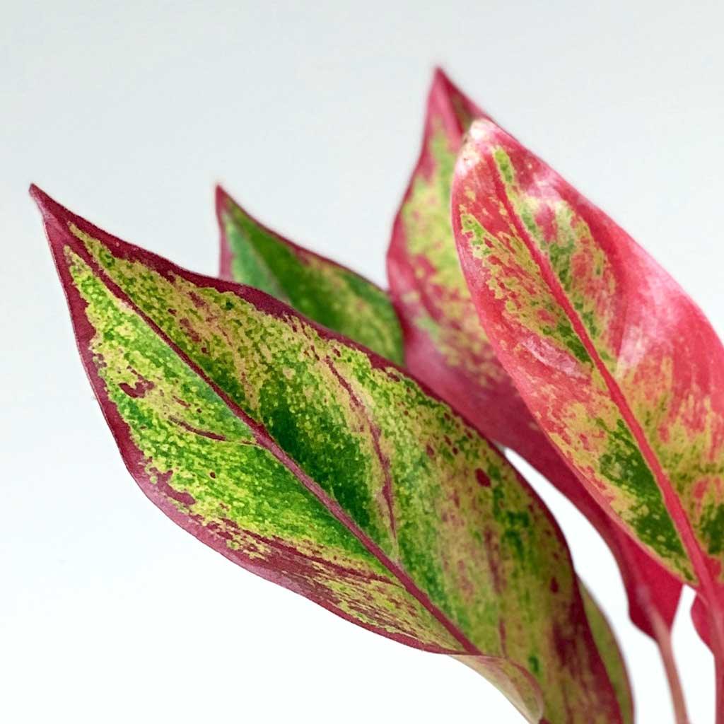 aglaonema crete pink Aglaonema Crete