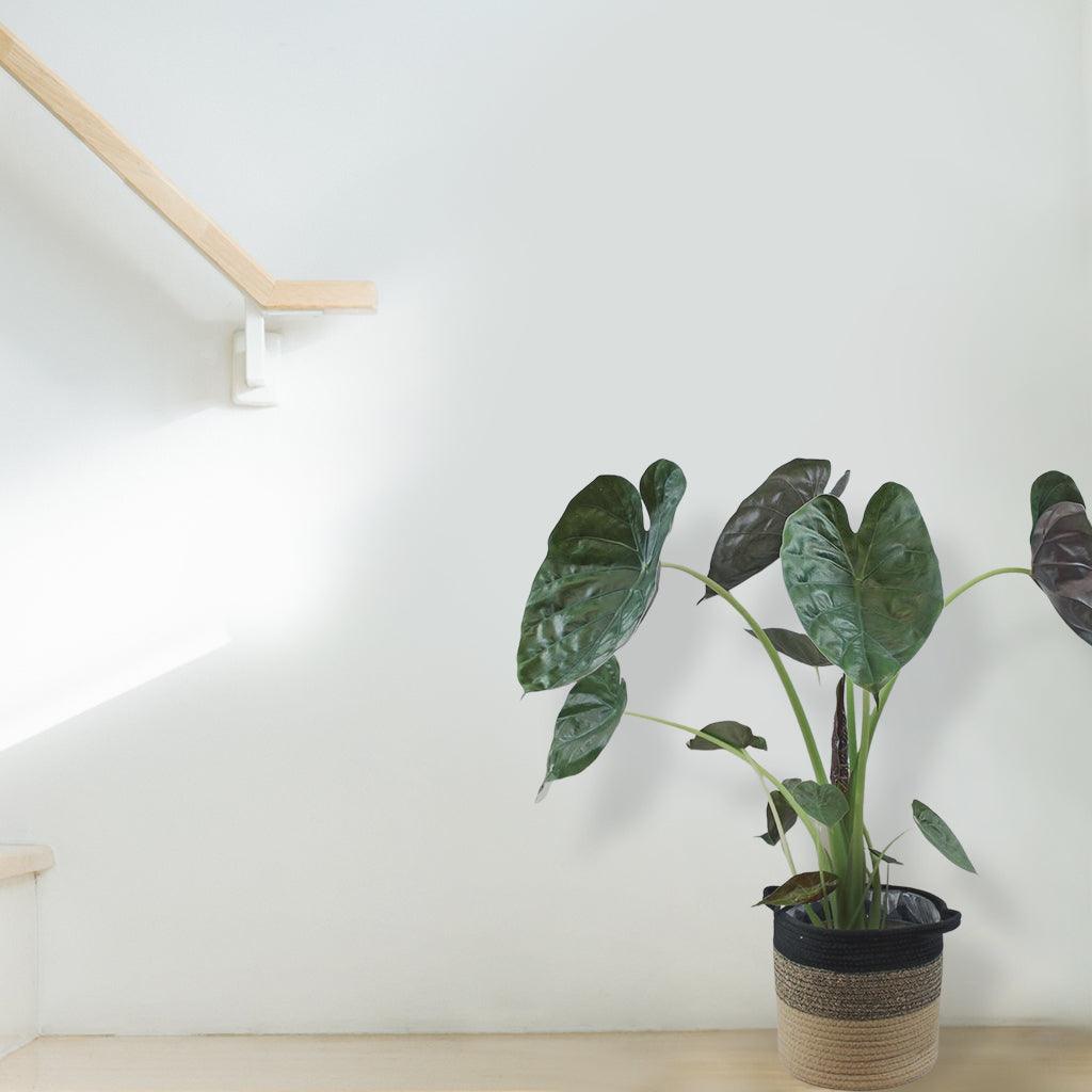 elephant ear plant air purifier Hardy Elephant Ear: Tropical Air Purifying Plant – Bloombox Club