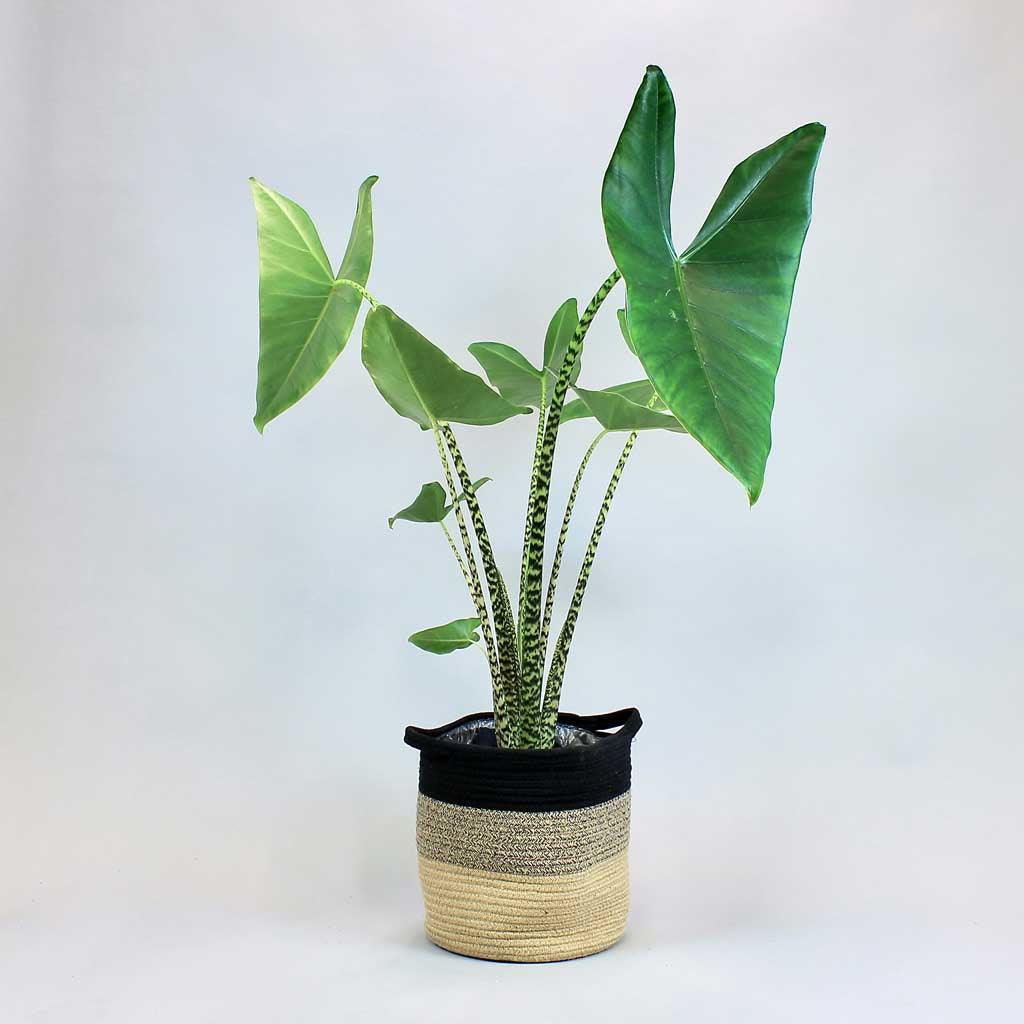 elephant ear plant zebra Alocasia Tiger – Exotic Elephant Ear Plant with Animal Print Stems – Bloombox Club
