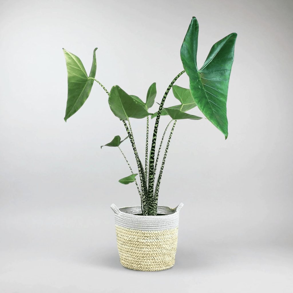 tiger plant indoor Alocasia Tiger – Exotic Elephant Ear Plant with Animal Print Stems – Bloombox Club