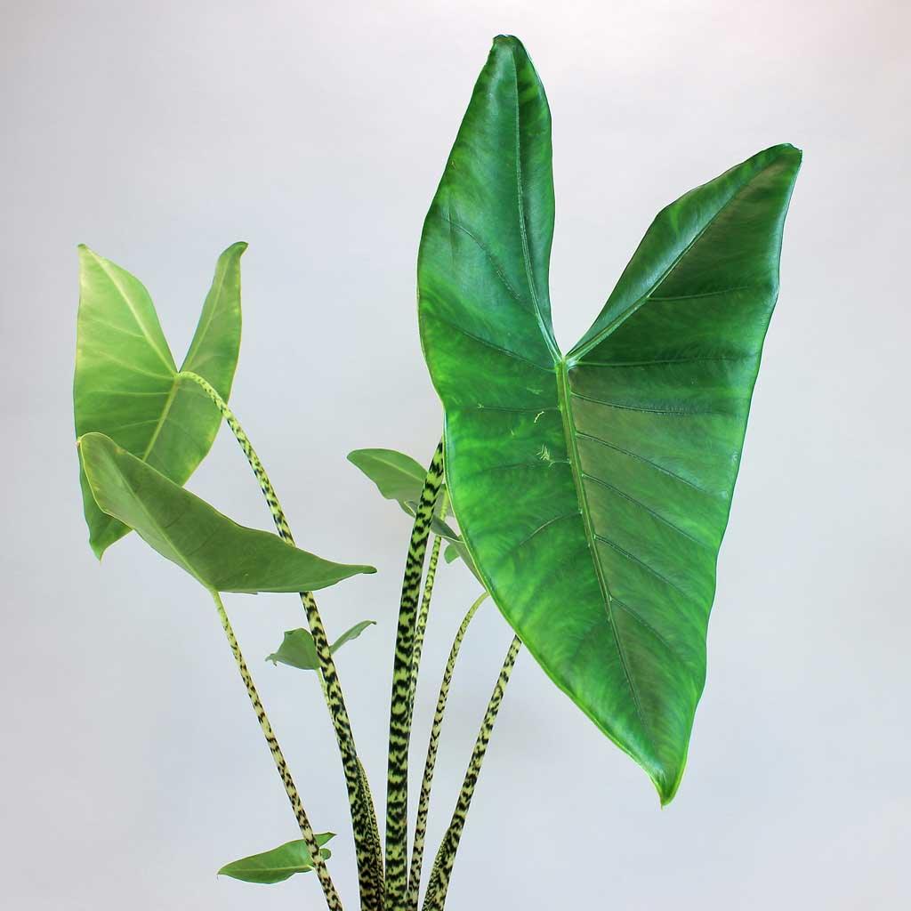 tiger elephant ear plant Alocasia Tiger – Exotic Elephant Ear Plant with Animal Print Stems – Bloombox Club