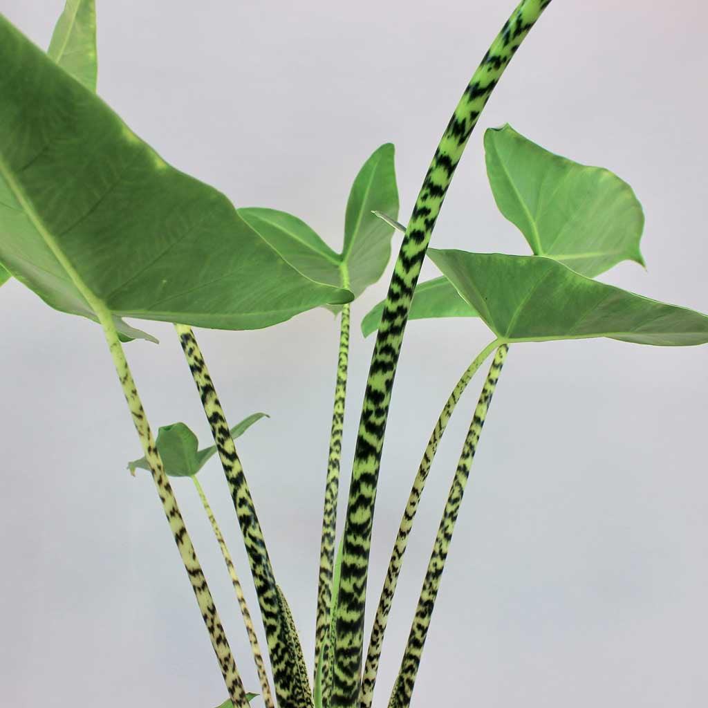 elephant ear plant zebra Alocasia Tiger – Exotic Elephant Ear Plant with Animal Print Stems – Bloombox Club