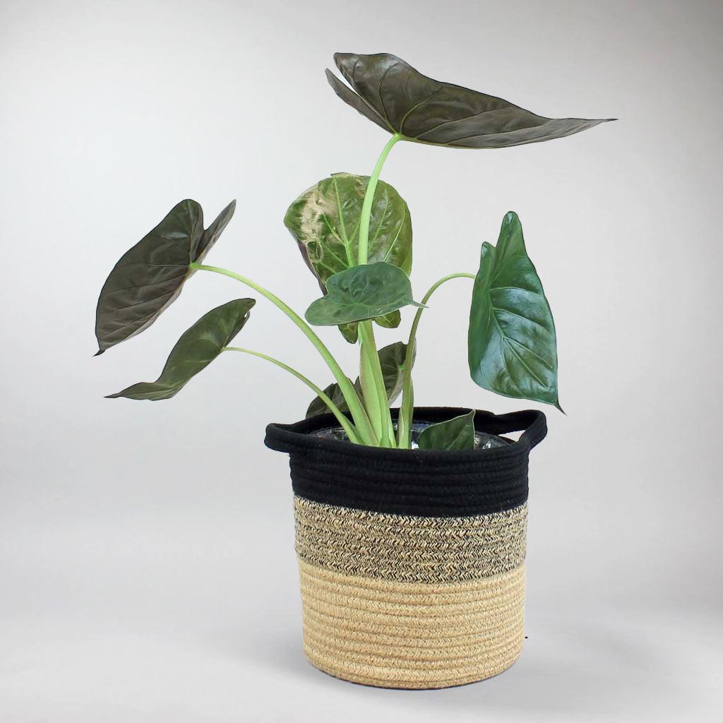 elephant ear plant indoors care Hardy Elephant Ear: Tropical Air Purifying Plant – Bloombox Club