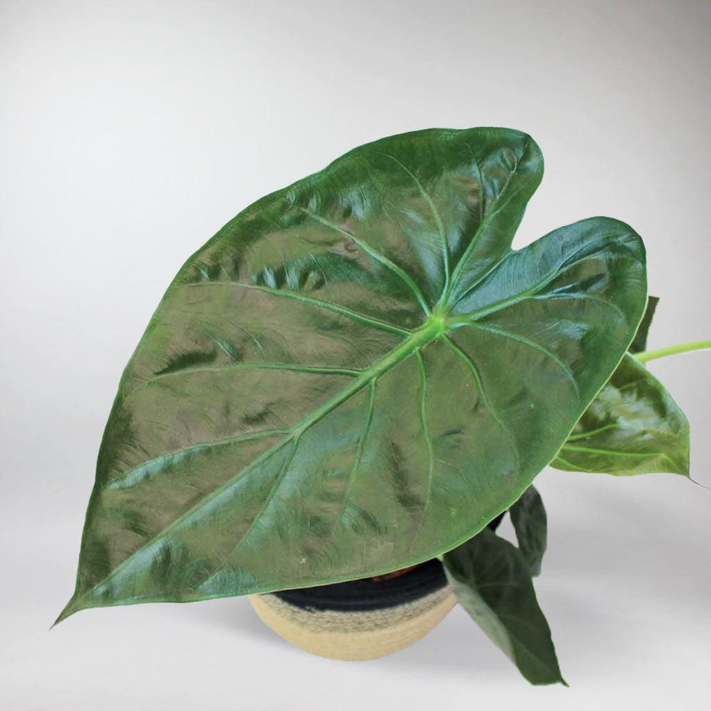 hardy elephant ear plant Hardy Elephant Ear: Tropical Air Purifying Plant – Bloombox Club