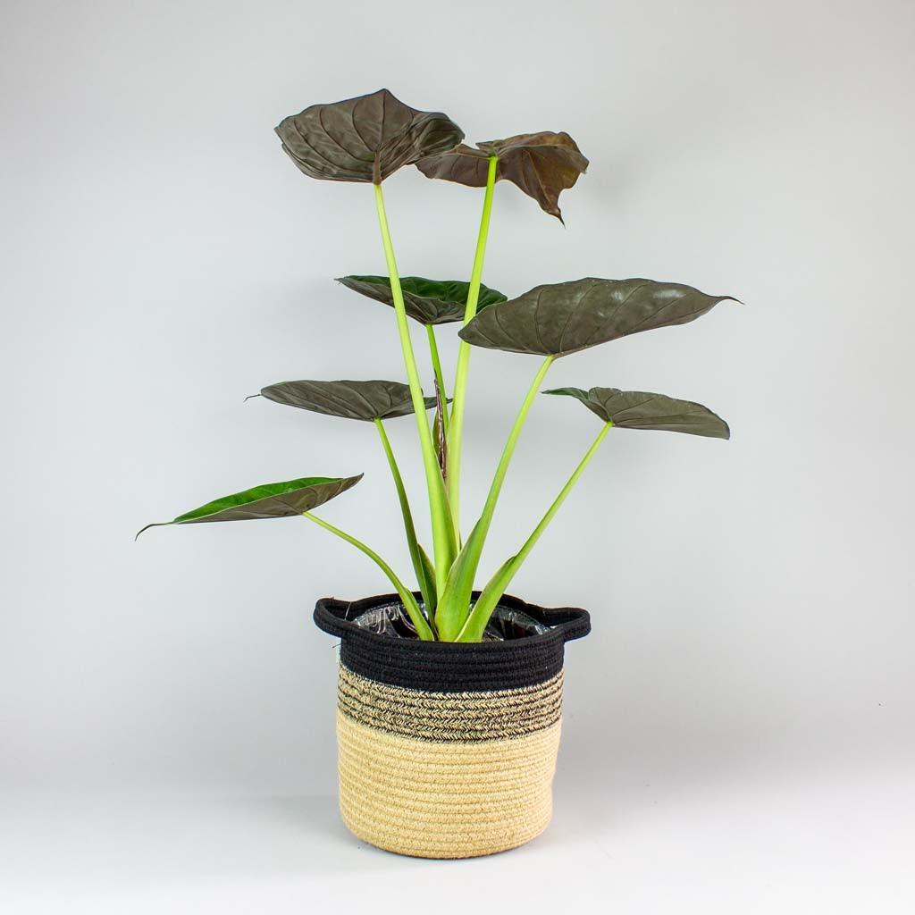 elephant air plant Hardy Elephant Ear: Tropical Air Purifying Plant – Bloombox Club