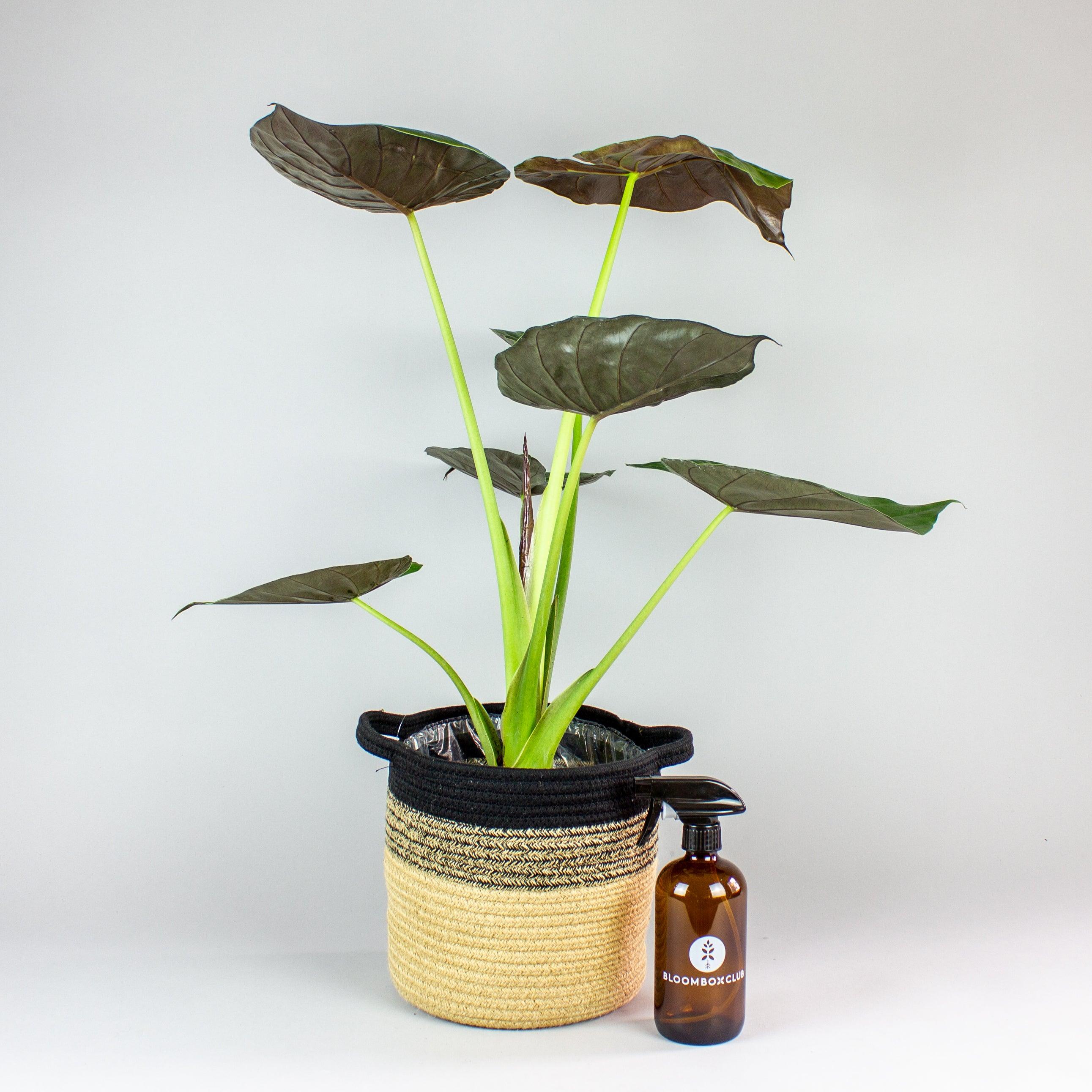 plant set : Alocasia Wentii with basket and mister