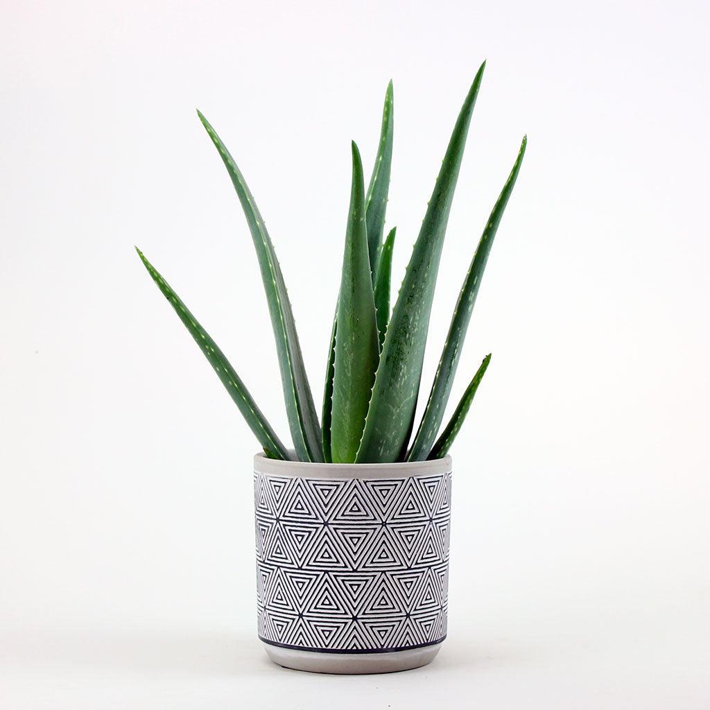 aloe vera plant vase Aloe Vera: Easy Care Houseplant for Sunny Spots – Bloombox Club