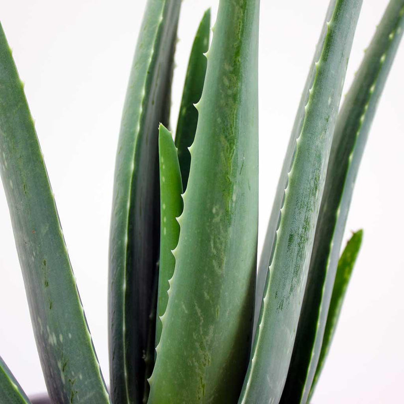 Where Can I Buy Aloe Vera Leaf Aloe Vera Plant | Classic Houseplant For Your Skin – Bloombox Club