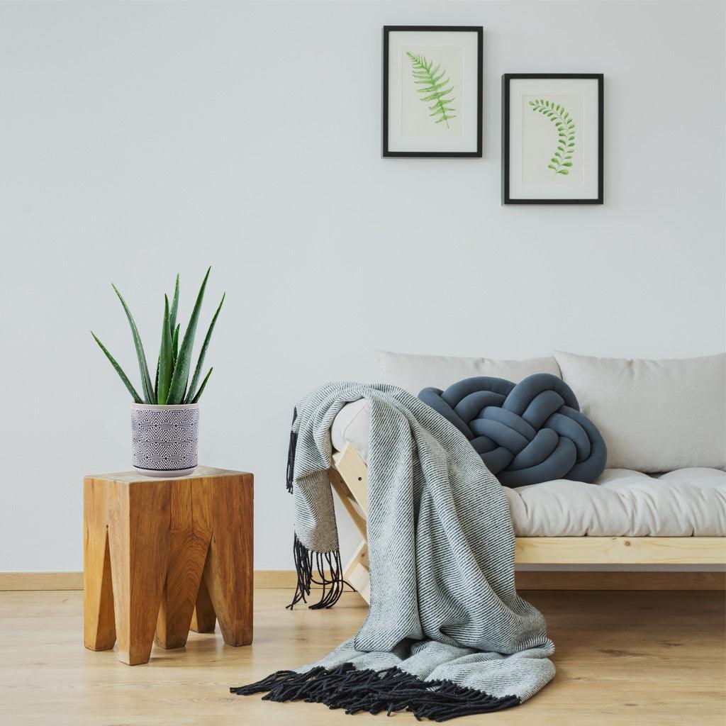aloe vera plant in living room Aloe Vera: Easy Care Houseplant for Sunny Spots – Bloombox Club