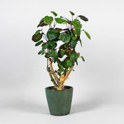 Aralia Fabian Tree Set: plant Pot and Lights