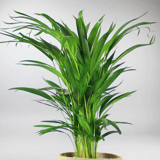 Areca Palm: Lush Green Indoor Plant | Perfect for Large Rooms ...