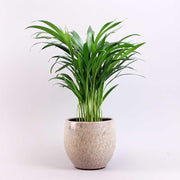 Areca Palm | Dypsis Lutescens 17 cm