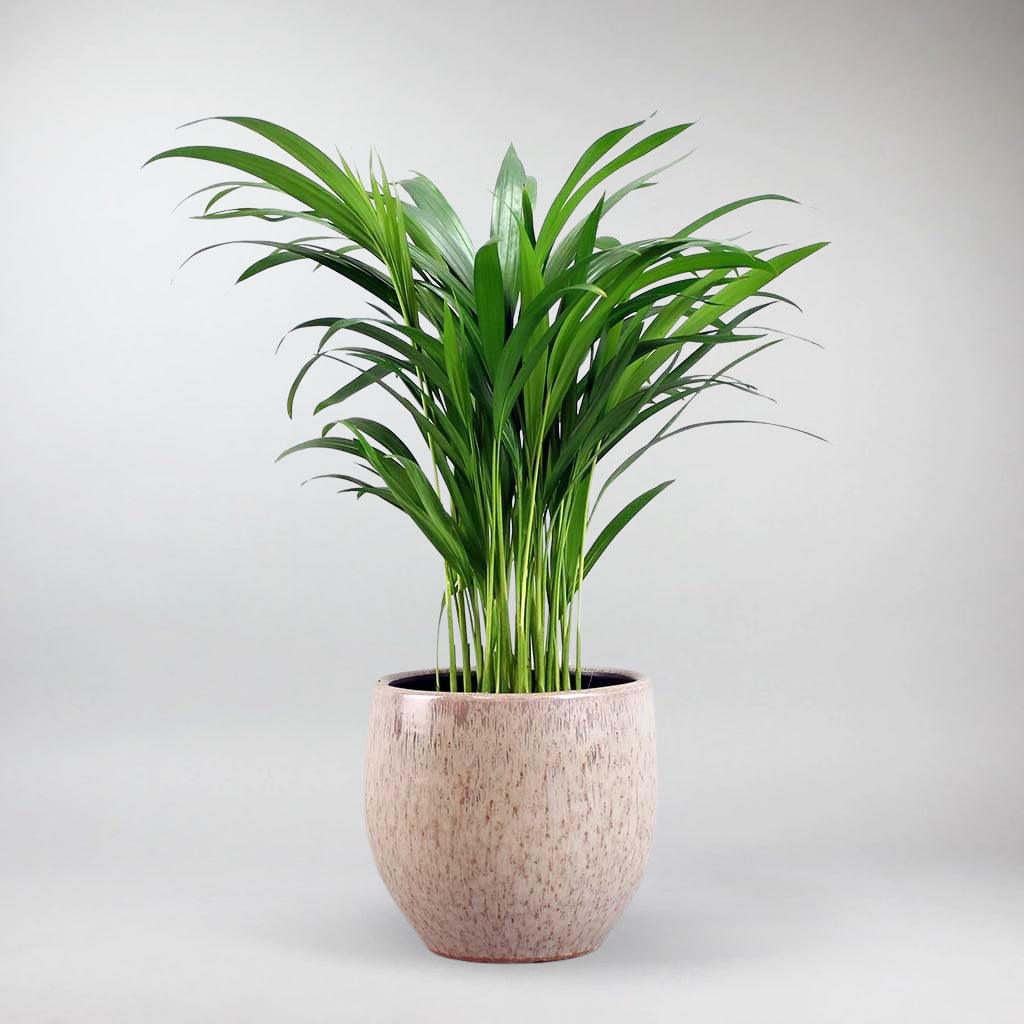 areca palm bathroom Areca Palm – Elegant, Air-Purifying Indoor Palm for Your Home – Bloombox Club