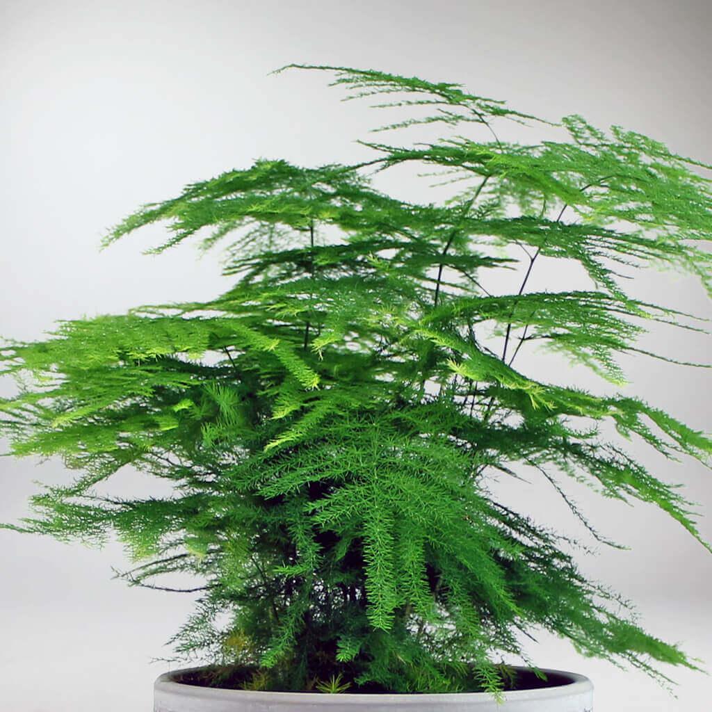 lace fern indoor plant Lace Fern: Fast-Growing Houseplant for Purifying Air