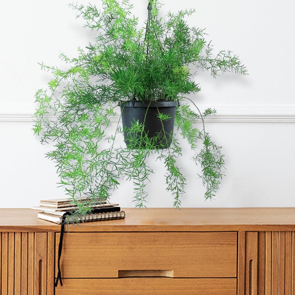 asparagus hanging plant Lush Asparagus Sprengeri Fern Plant – Easy Care Hanging Greenery – Bloombox Club