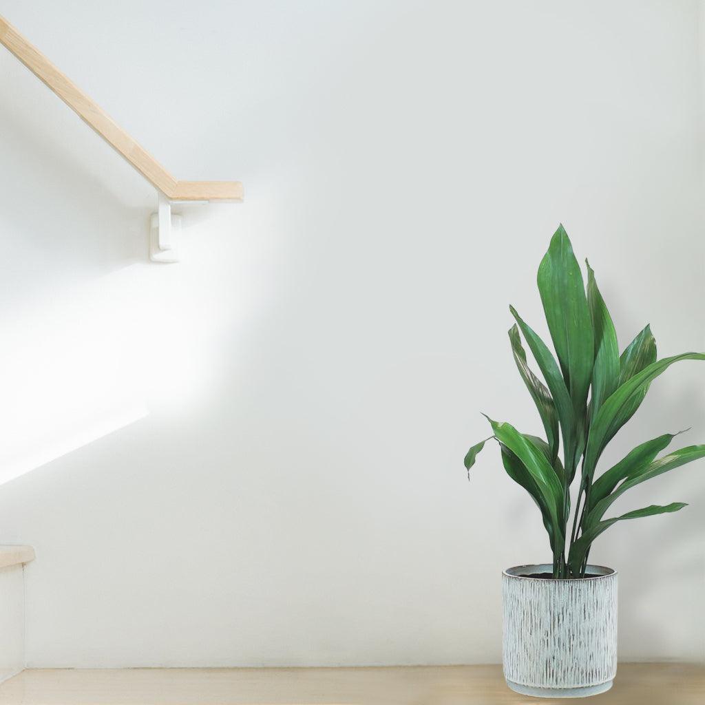 Aspidistra Elatior: Greenery for Any Room | Easy-Care & Long-Lasting ...