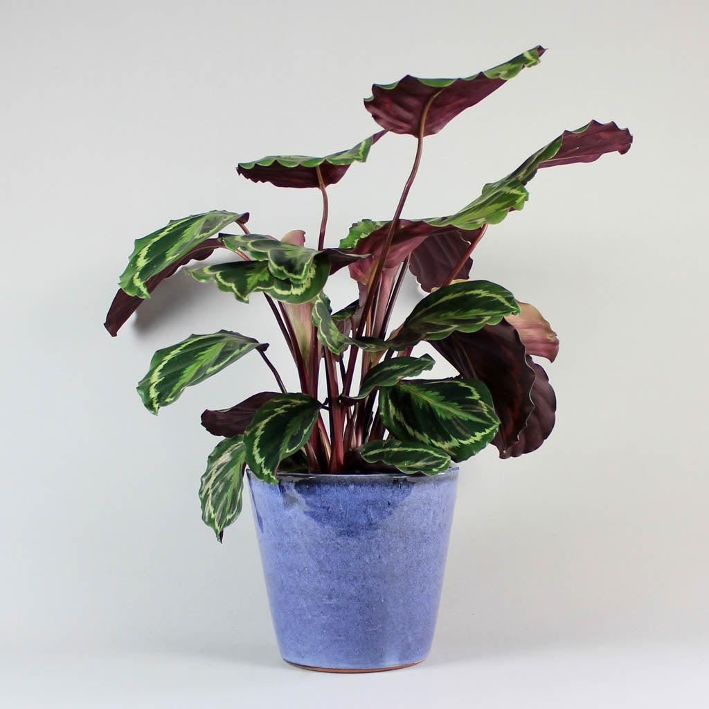 glcksfeder temperatur Glcksfeder - Zamioculcas zamiifolia