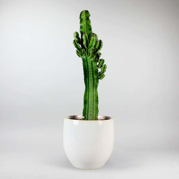 candelabra succulent Candelabra Cactus: Earthy Statement Piece