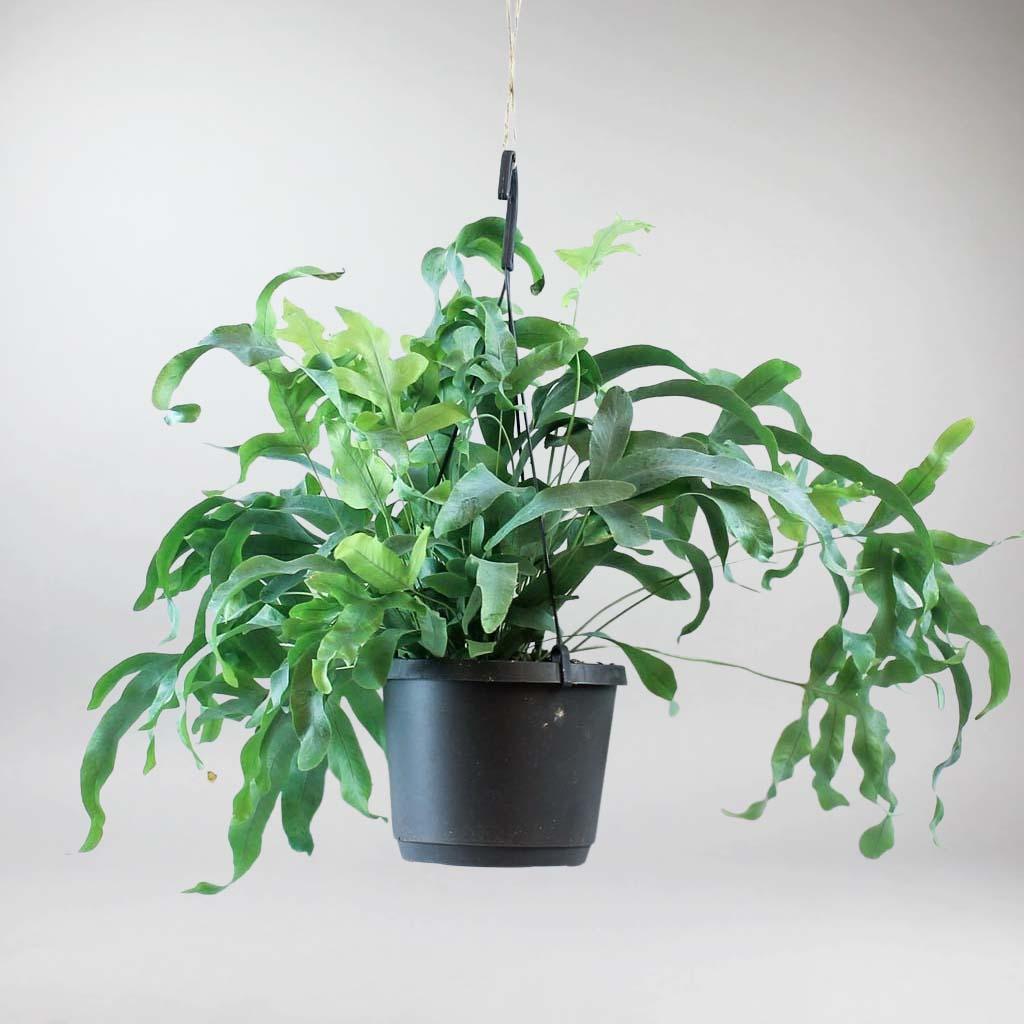 blue star fern light requirements Blue Star Fern: Unique Blue-Green Leaves for Your Home – Bloombox Club