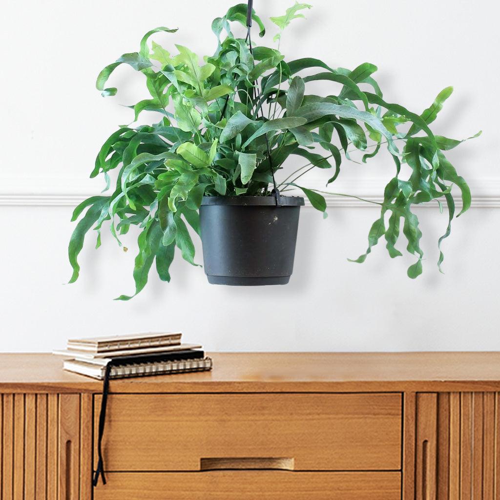blue star fern bathroom Blue Star Fern: Unique Blue-Green Leaves for Your Home – Bloombox Club