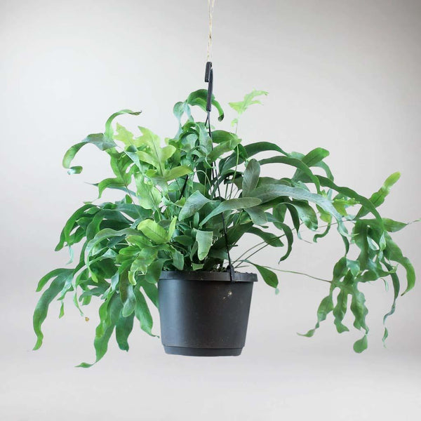 philodendron blue star Blue Star Fern: Unique Blue-Green Leaves for Your Home – Bloombox Club