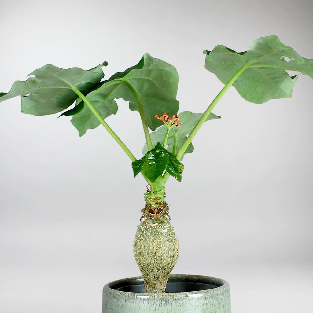 buddha belly succulent Buddha Belly Plant: Easy-Care, Eye-Catching Indoor Wonder – Bloombox Club