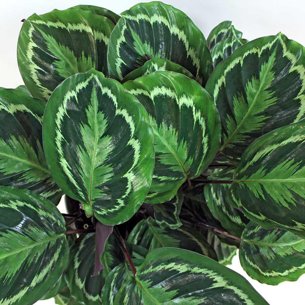 Calathea Medallion Indoor Plant