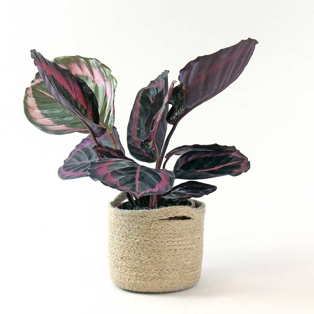 Calathea roseopicta Dottie Plant