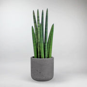 Cylindrical Snake Plant - Sleek Vertical greenery for Modern Spaces
