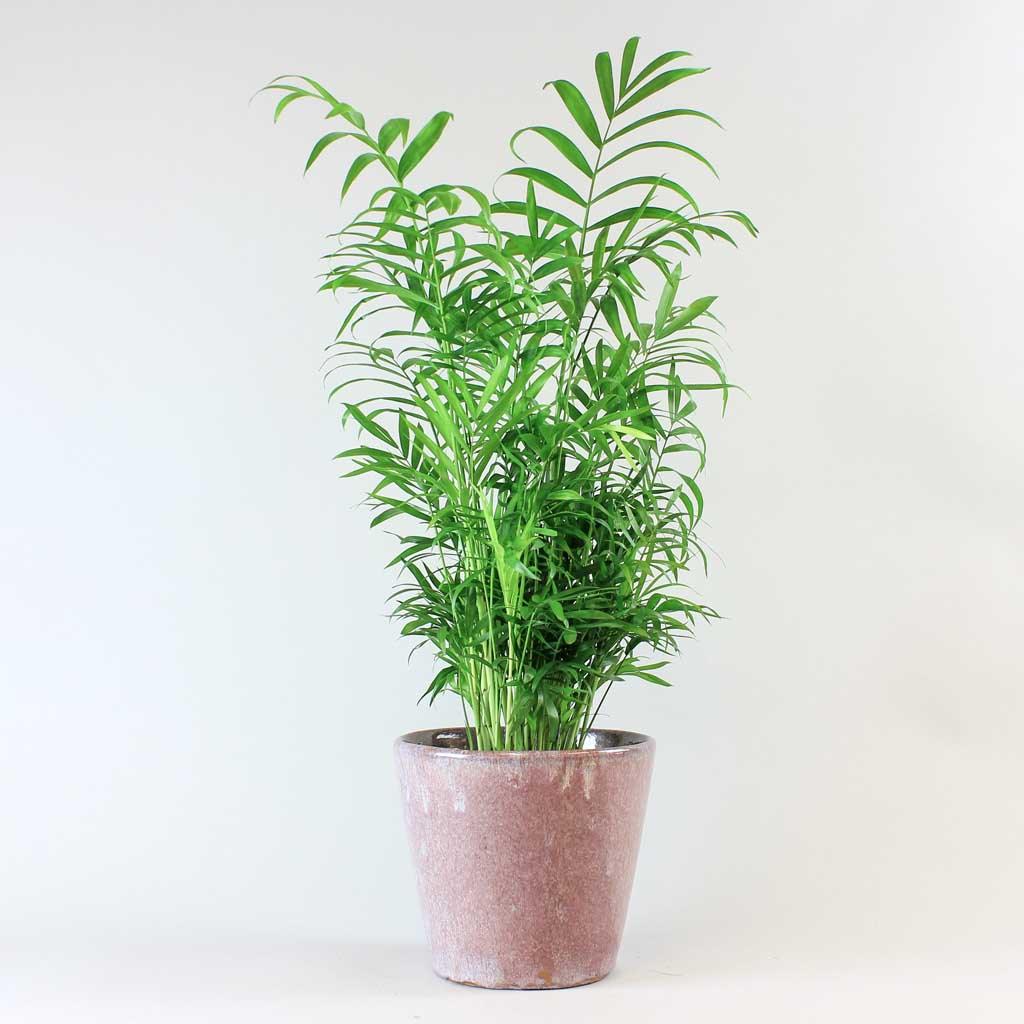 hirt's victorian parlor palm chamaedorea Parlour Palms:| Victorian-Era Pet-Friendly Chamaedorea Elegans – Bloombox Club