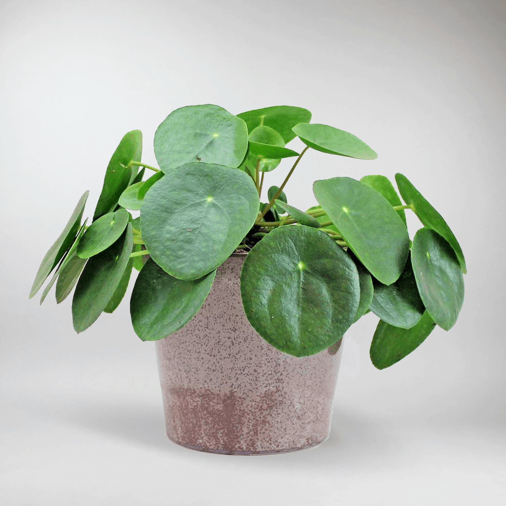 kinds of money tree plants Chinese Money Plant: Easy-Care, Pet-Friendly, Air-Purifying Houseplant – Bloombox Club
