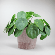 Chinese Money Plant | Pilea Peperomioides