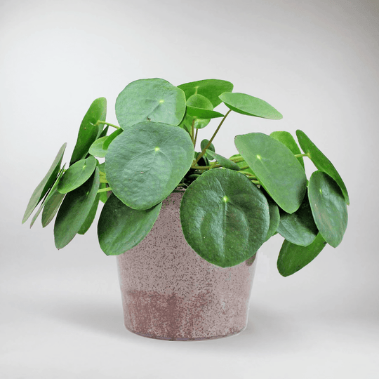 Chinese Money Plant: Easy-Care, Pet-Friendly, Air-Purifying Houseplant ...