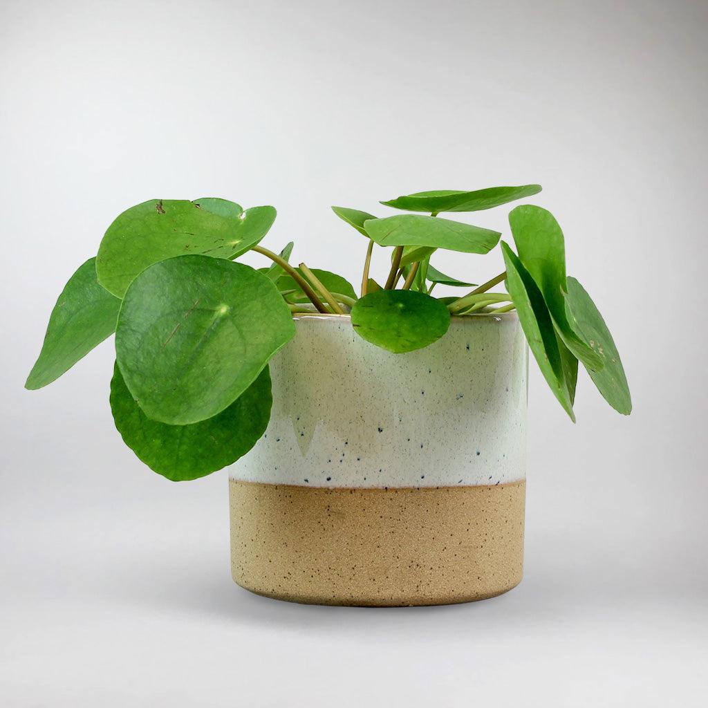 money plant in chinese name Chinese Money Plant: Easy-Care, Pet-Friendly, Air-Purifying Houseplant – Bloombox Club