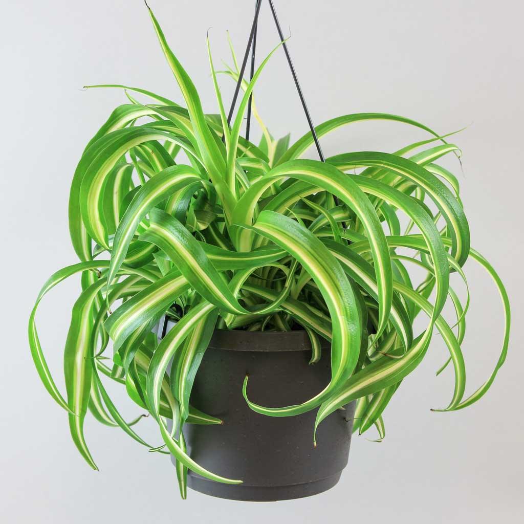chlorophytum comosum bonnie Curly Spider Plant Bonnie – Easy Care Air-Purifying Indoor Plant – Bloombox Club