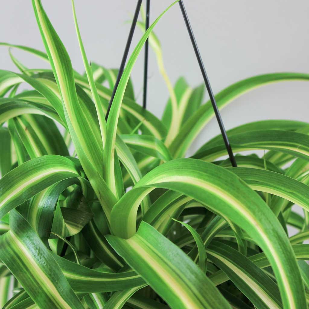 spider kenkey plant Curly Spider Plant Bonnie – Easy Care Air-Purifying Indoor Plant – Bloombox Club