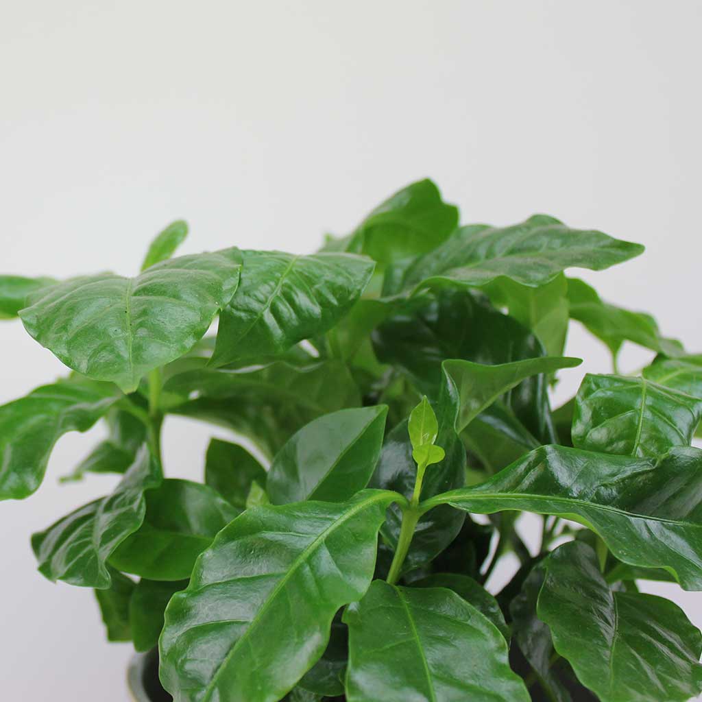 Buy Coffee Plant Coffea Arabica online at low price Bloombox Club UK