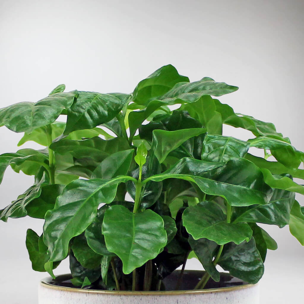 Buy Coffee Plant Coffea Arabica online at low price Bloombox Club UK