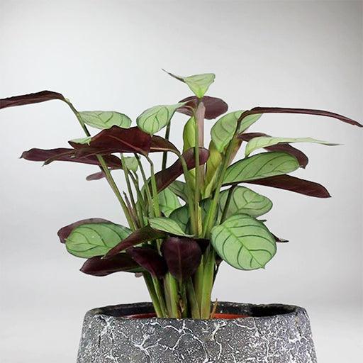 amagris prayer plant Never Never Plant 'Amagris' – Unique Ctenanthe Amagris Care Guide – Bloombox Club