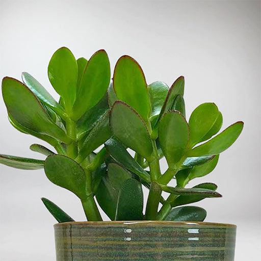 jade plant prosperity Jade Succulent Plant – A Sign of Prosperity & Easy-Care Houseplant – Bloombox Club