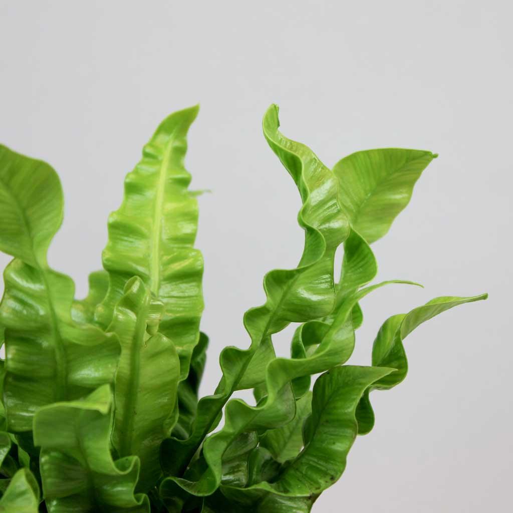 pleated bird's nest fern Bird's Nest Fern – Vibrant, Air-Purifying, and Pet-Friendly Plant – Bloombox Club