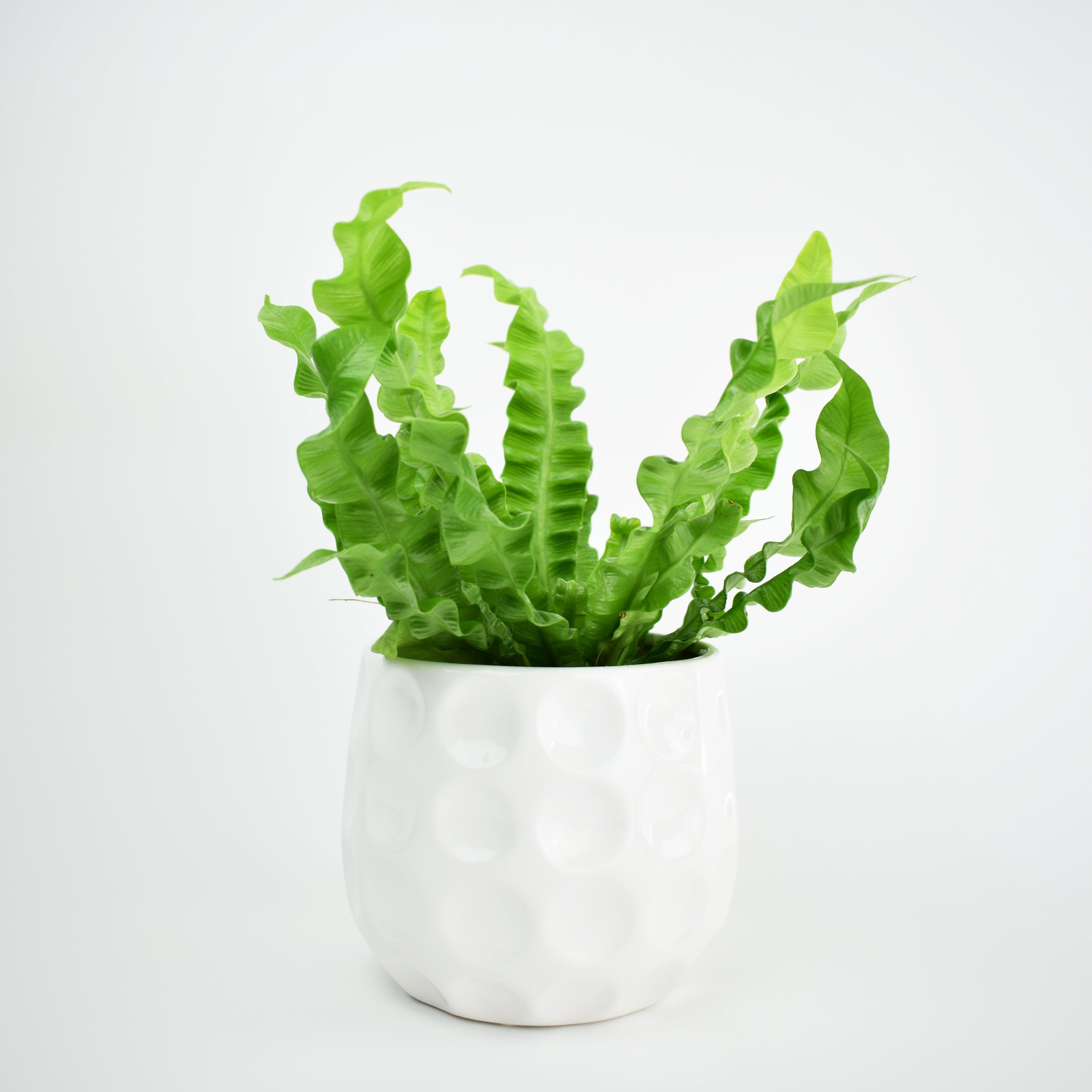 curly leaf bird's nest fern Bird's Nest Fern – Vibrant, Air-Purifying, and Pet-Friendly Plant – Bloombox Club