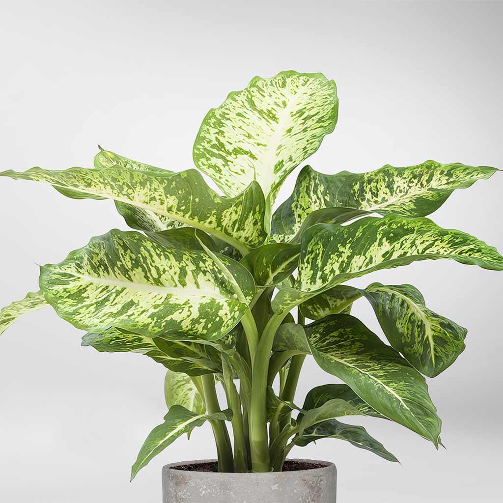 dieffenbachia seguine indoor or outdoor Dieffenbachia Seguine | Great Indoor Plant For Improving Air Quality
