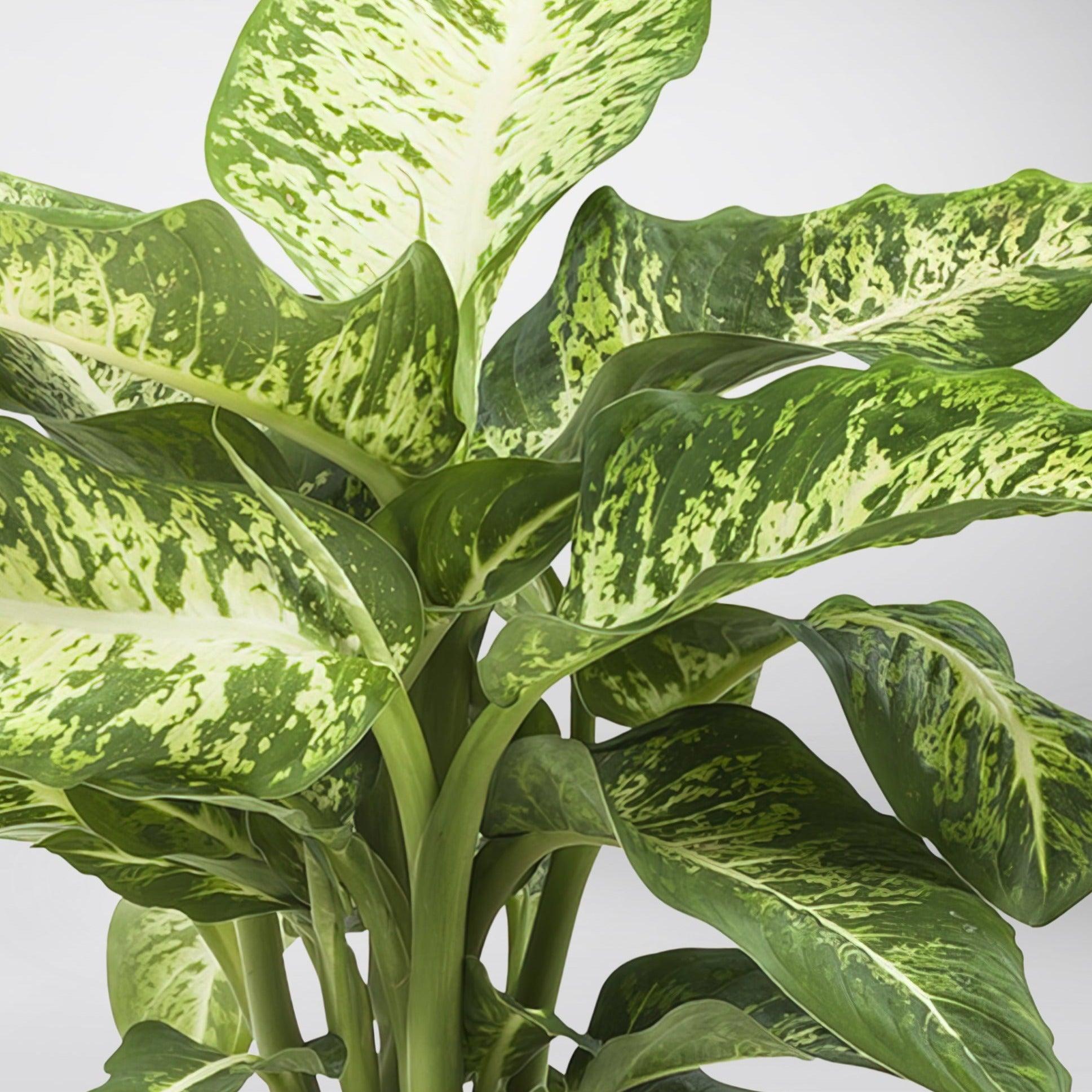 dieffenbachia maculata mars Dieffenbachia Seguine | Great Indoor Plant For Improving Air Quality