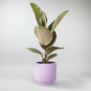 Ficus Elastica Tineke in purple ceramic plant pot