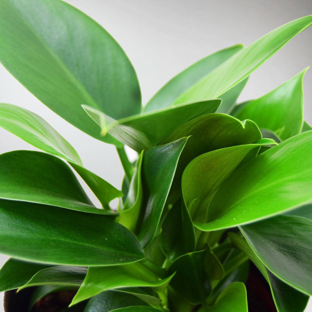 philodendron green princess big Philodendron Green Princess: Compact, Glossy, Low-Maintenance Plant – Bloombox Club