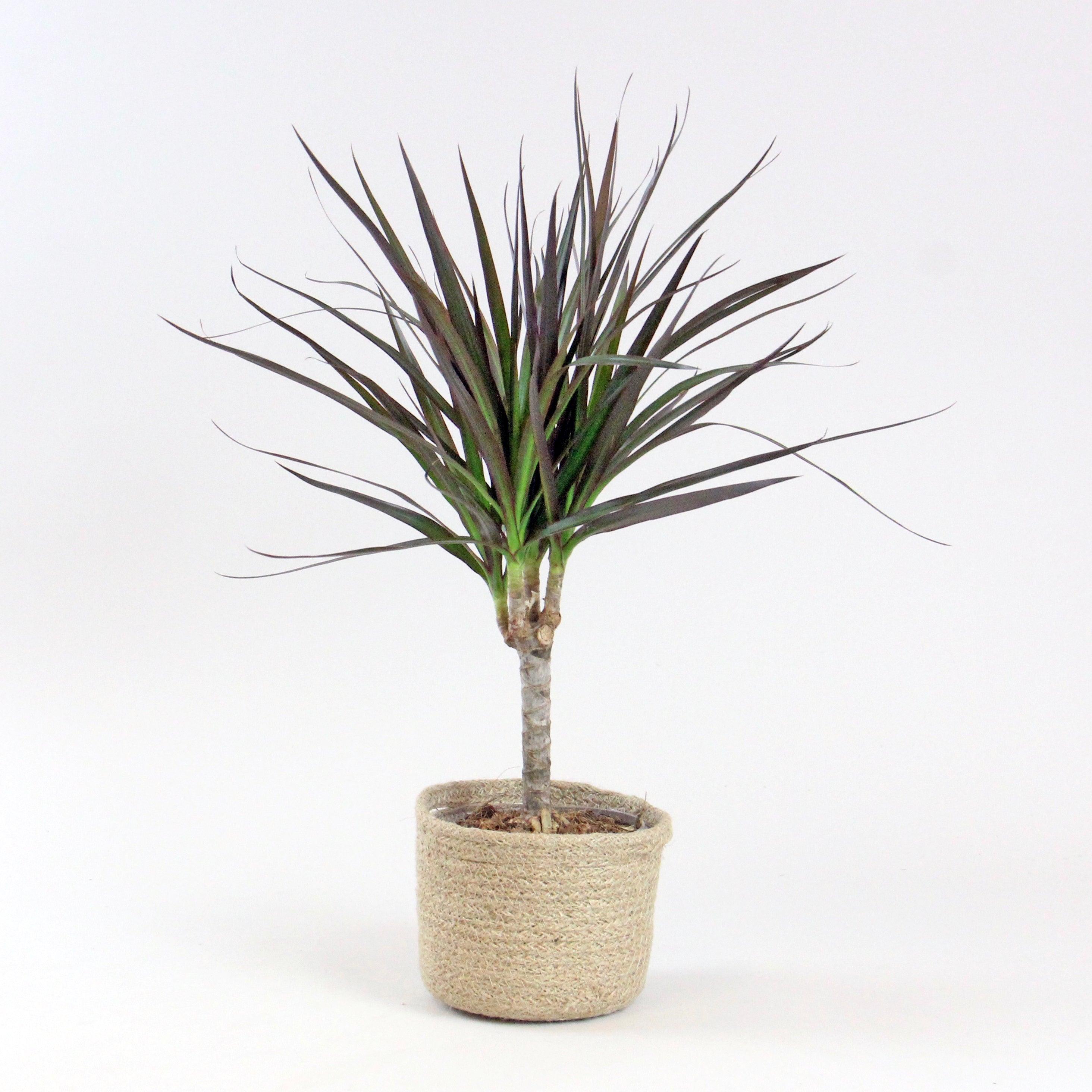 dracaena marginata magenta plants Dracaena Marginata Magenta – Stylish, Easy-Care Indoor Plant – Bloombox Club