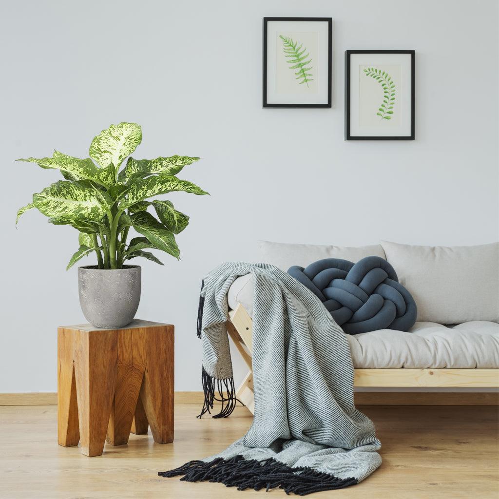 dieffenbachia maculata mars Dieffenbachia Seguine | Great Indoor Plant For Improving Air Quality