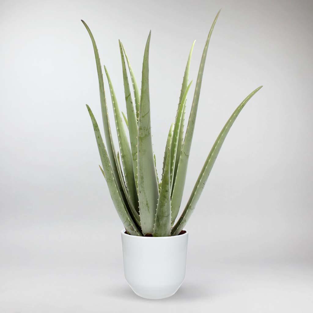 succulent aloe plant Aloe Vera: Easy Care Houseplant for Sunny Spots – Bloombox Club